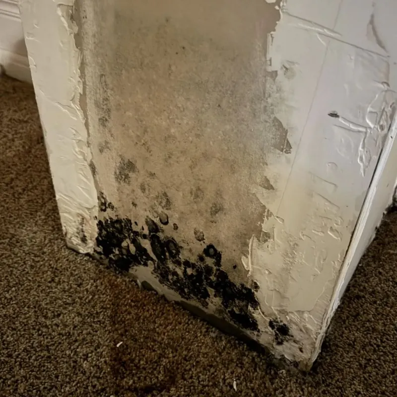 Professional Mold Removal in West Columbia, SC